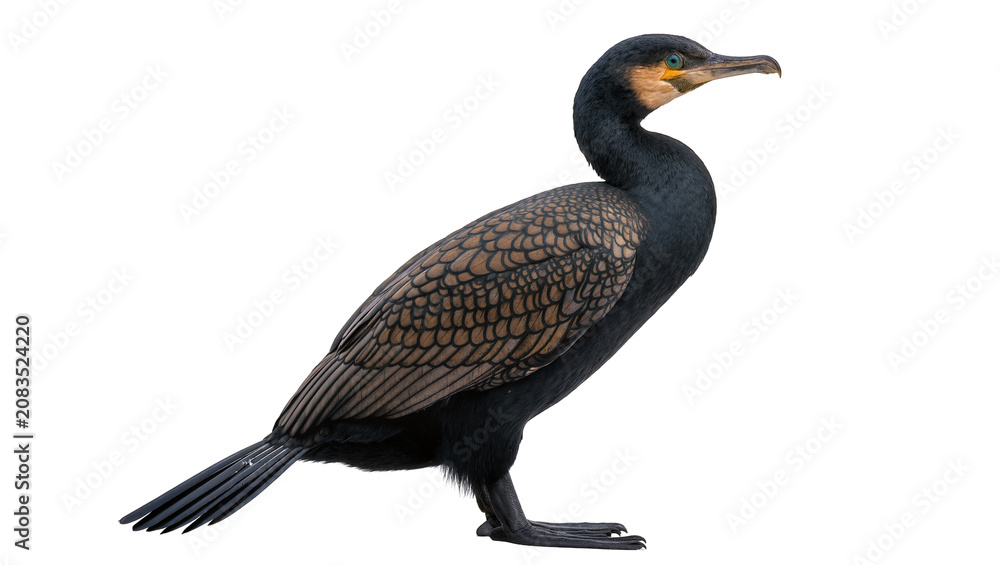 Obraz premium Black cormorant bird with brown patterned wings and blue eyes