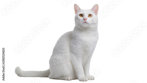 Tablou pe pânză White cat with yellow eyes sitting