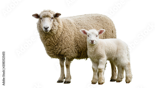 Valokuva Sheep and lamb with fluffy wool standing