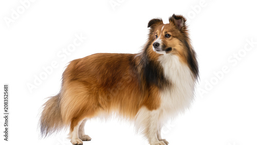 Tableau sur toile Shetland Sheepdog standing profile view