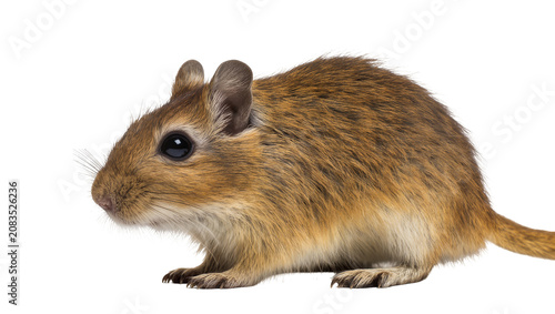 Принти на полотні Small gerbil rodent with brown fur and black eyes