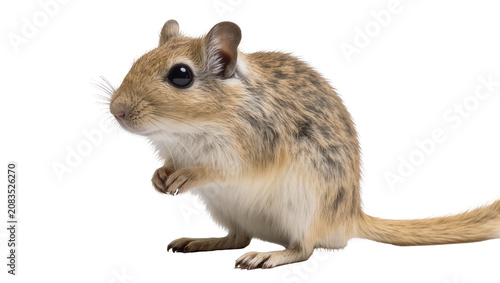 Photography Gerbil rodent with fluffy fur and big black eyes