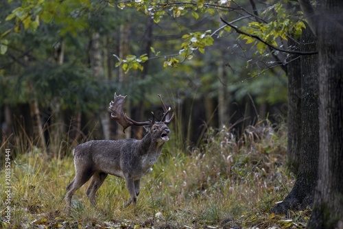 The injury on the bridge of the nose does not seem to hinder the fallow deer (Dama dama), it actively participates in the rut, rut, mating season, deer rut, autumn, October, Germany