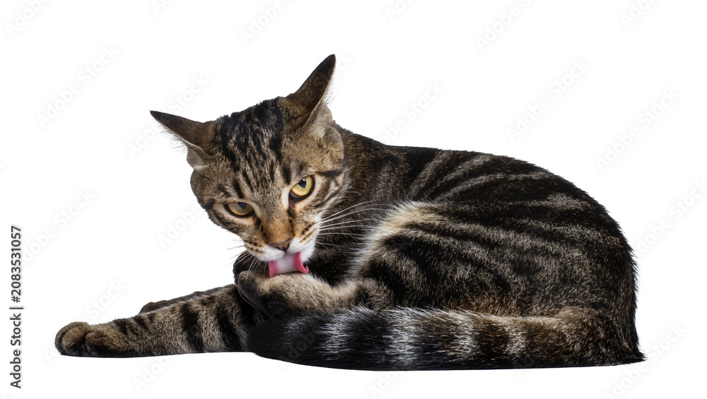 Fototapeta premium Tabby cat licking paw with pink tongue visible