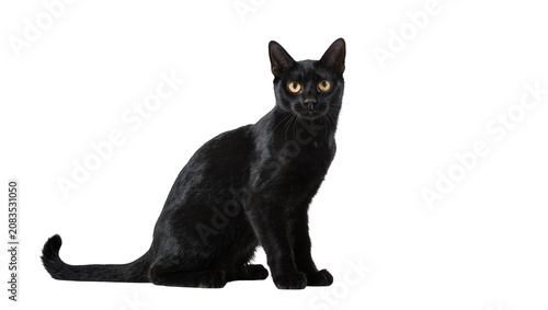Tablou pe pânză Black cat with yellow eyes sitting