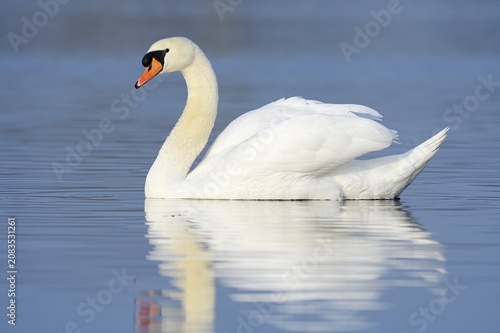Mute swan (Cygnus olor), North Rhine-Westphalia, Germany