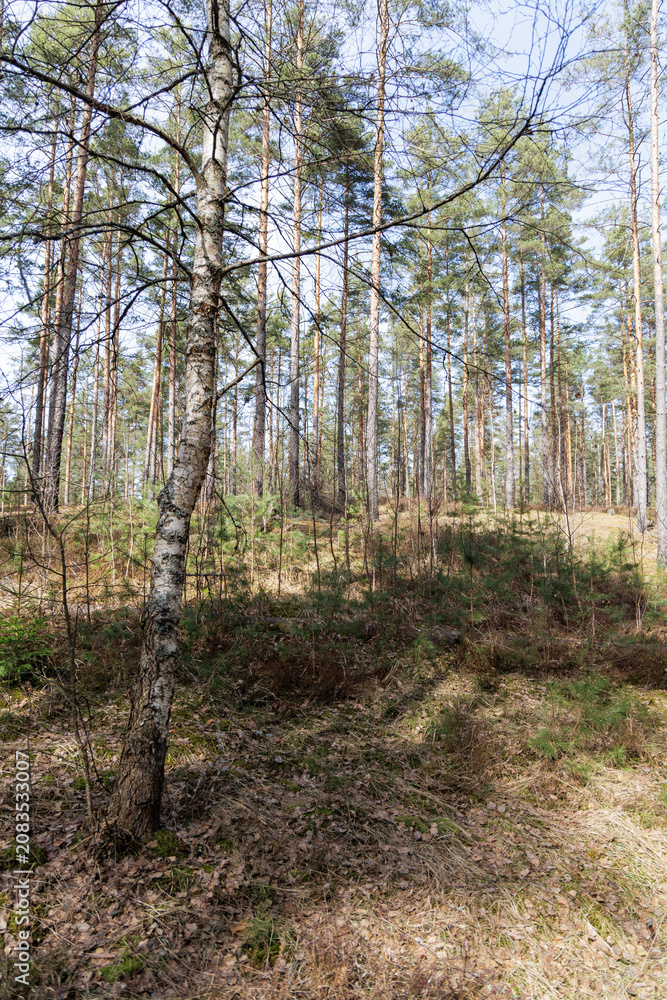 Obraz premium Young Birch Tree in Sunny Pine Forest