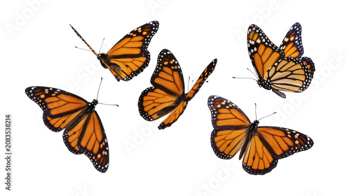 фотографія Five Monarch Butterflies Flying