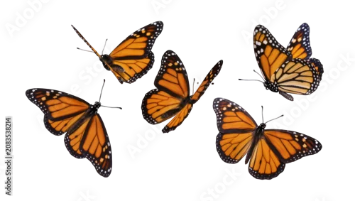 Obraz Five Monarch Butterflies Flying