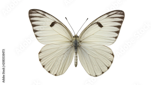 Foto White butterfly with dark wing markings and antennae