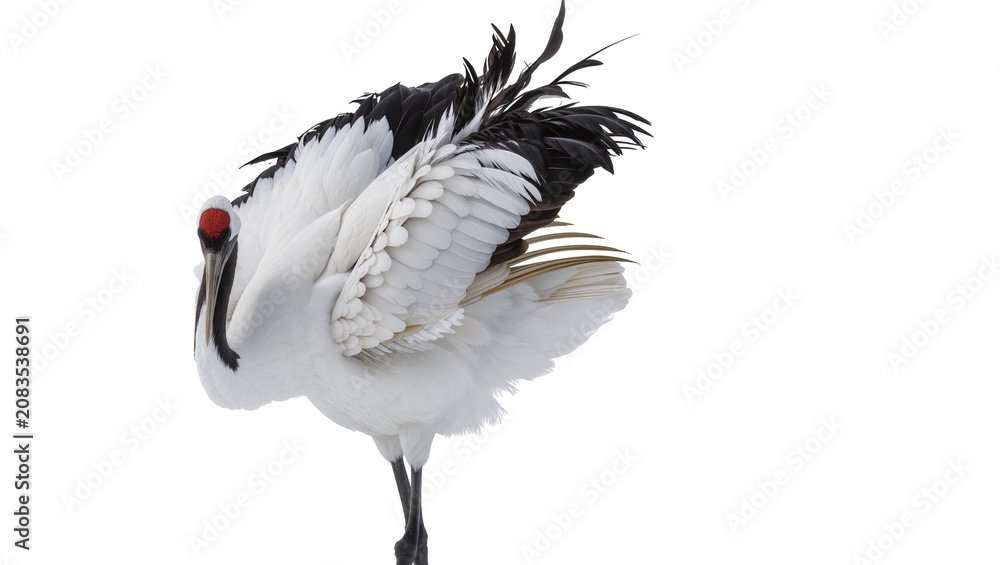 Fototapeta premium Red-crowned crane with black and white plumage and red head patch