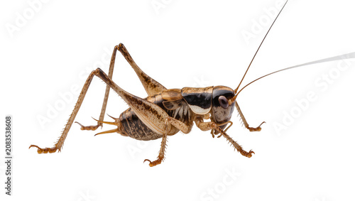 Foto Brown cricket with long antennae and spiky legs on white