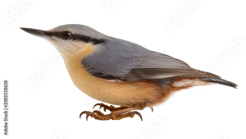 Photos Eurasian Nuthatch bird with grey blue back and orange belly