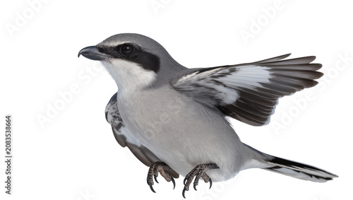 Photos Northern Shrike bird with wings spread