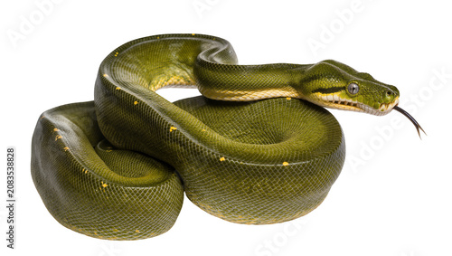 Bild auf Leinwand Green python coiled with yellow spots and forked tongue extended