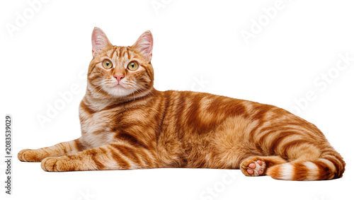 Принти на полотні Orange tabby cat lying down with striped fur and green eyes