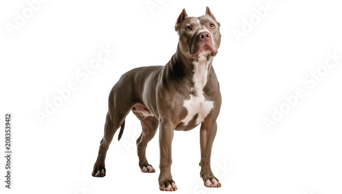 Φωτογραφία Muscular American Pit Bull Terrier dog standing, grey and white coat