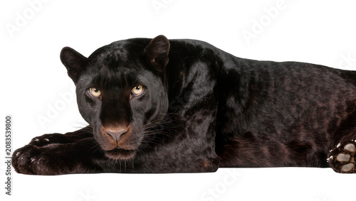 Fotografie Black panther lying down close-up portrait, yellow eyes