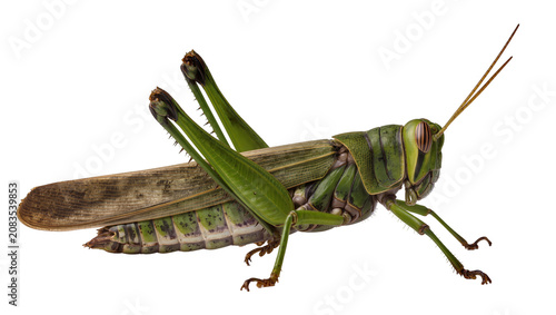 Obraz na płótnie Green grasshopper with brown wings and segmented body