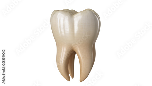 Photos Human molar tooth with roots enamel dentin, and pulp cavity