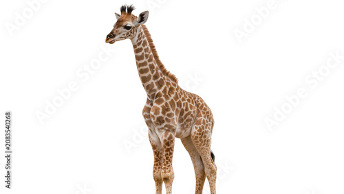 Cuadro en lienzo Young giraffe standing on white