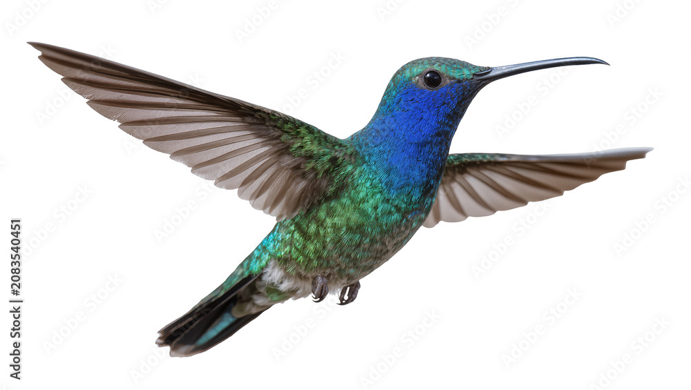 Obraz premium Hummingbird with iridescent blue and green feathers in flight