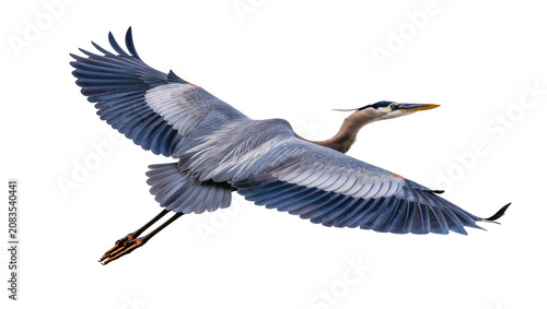 Bild auf Leinwand Great Blue Heron bird in flight with wings spread wide
