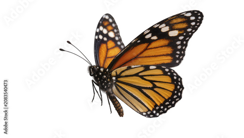 Konstfotografi Monarch butterfly with orange black, and white wings