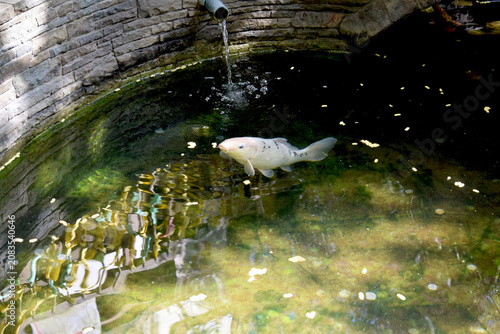 Ornamental fish swim in an artificial pond