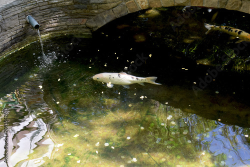 Ornamental fish swim in an artificial pond