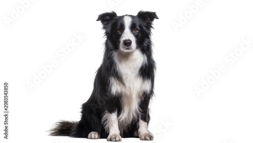 Obraz na plátně Black and white Border Collie dog sitting attentively