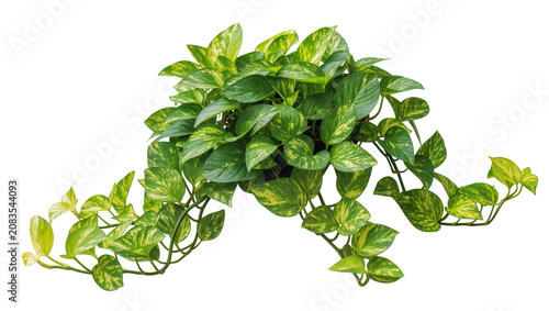 Bilde på lerret Green and yellow variegated Devil s Ivy plant