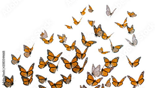 Tableau sur toile Monarch butterflies flying swarm orange black white wings