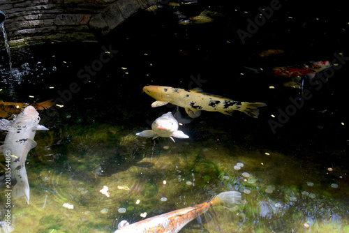 Ornamental fish swim in an artificial pond