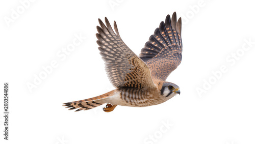 Valokuva American Kestrel bird in flight with wings spread