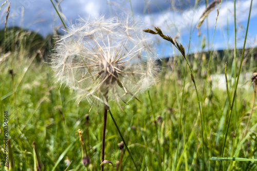 Delicate Dandelion in a Meadow