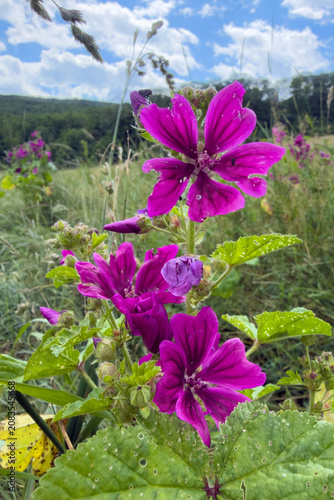 Vibrant Purple Flowers in Meadow