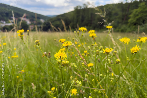 Wildflowers blooming in the meadow