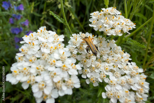 Orange Beetle on White Yarrow