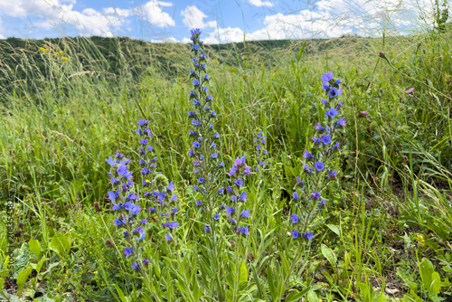 Vibrant blue flowers in meadow