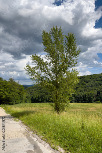 Lone Tree in Green Meadow