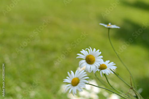marguerites dans la nature en été	