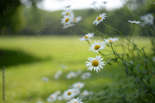 marguerites dans la nature en été	
