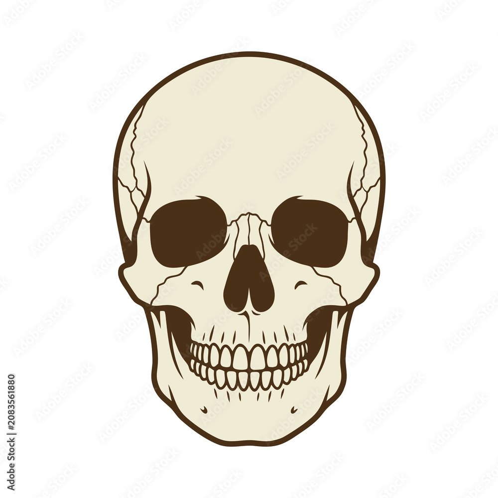 Fototapeta premium Detailed human skull front view illustration.