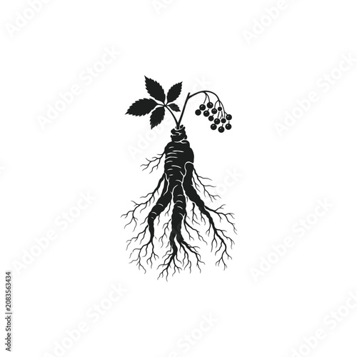 Fotografía Dried Ginseng Root Silhouette Graphic