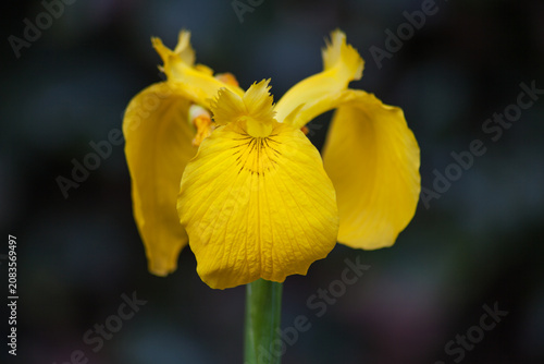 Schilderij op canvas Yellow Flag Iris 10343