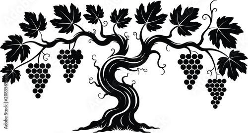 Bild auf Leinwand Old grapevine silhouette vector illustration featuring a twisted gnarled trunk w