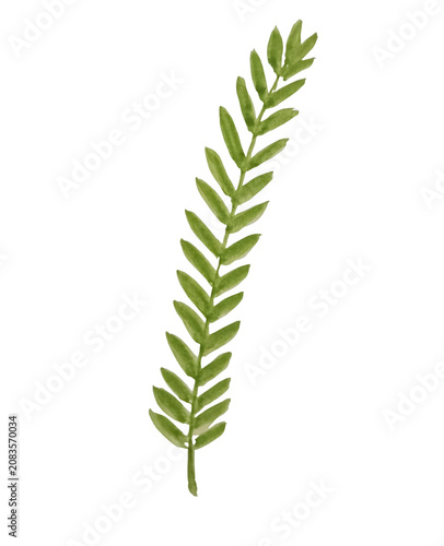Fotografía Minimalist Pinnate Green Leaf Watercolor, Isolated Fern Frond Branch Sketch with