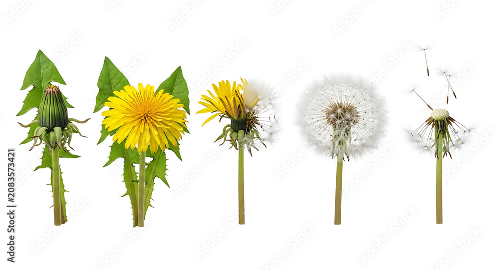 Obraz premium Dandelions blooming and scattering seeds