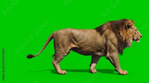 Majestic Male African Lion Walking Side View Isolated on Chroma Key Green Screen Background for Cinematic Wildlife Footage and Creative Digital Projects